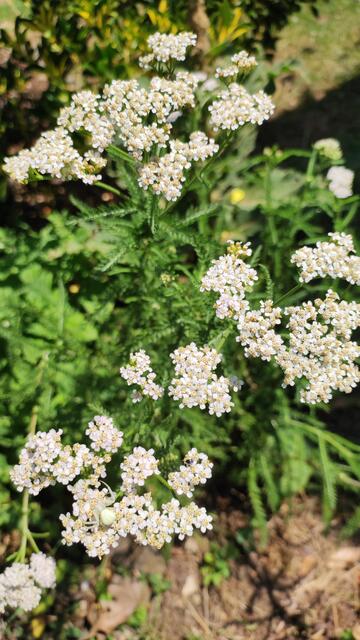 Heil aller Schäden wird sie unter anderem genannt. Ich habe schon oft ihre Kräfte genutzt. Jede Art von Haut Krankheiten auch durch Bestrahlung oder eitrige Entzündung wird sie verwendet.Ihr ätherisches Öl fasziniert mich immer wieder wenn es bei meiner Destille blau wie Tinte zu tropfen beginnt. Auch was den weiblichen Stoffwechsel angeht hält sie was sie verspricht.Nicht umsonst ist sie die Augenbraue der Venus.