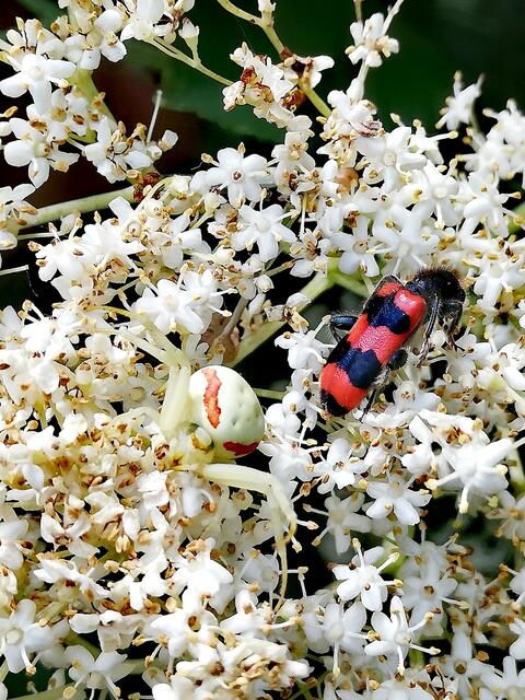 Veränderliche Krabbenspinne, Spinne des Jahres 2006.
Zottiger Bienenkäfer | Foto: Elisabeth Paukovitsch