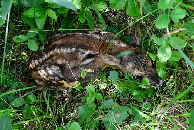 ...verbringen die jungen Kitzlein die ersten Wochen den Tag alleine. Durch  lautes Fiepen können sich Muttertier und Kitz gegenseitig verständigen. Auch ich folgte dem lauten Geschrei und fand das Junge im Gestrüpp..
