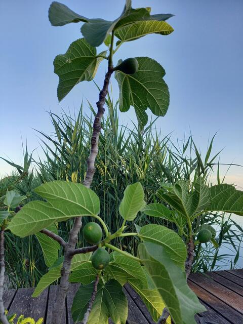. . . vom Feigenbaum erwarten uns . . . 😊😋 | Foto: M.M.A.