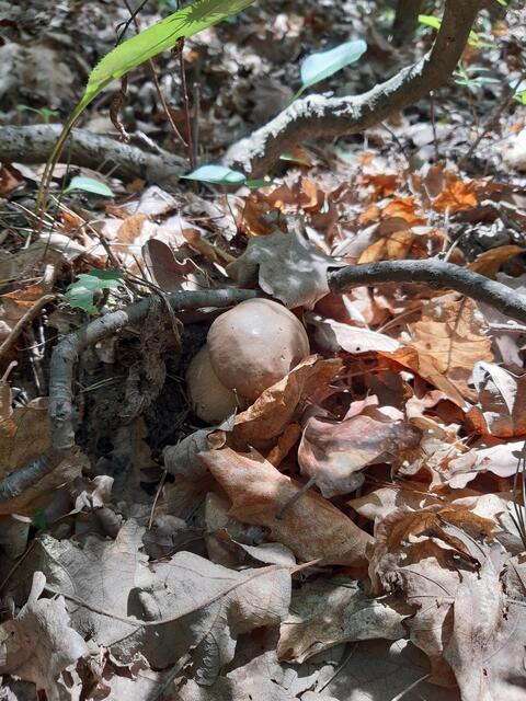Bei dem Wetter und der Sonne 🌞 trauen sich auch die Pilze nicht so richtig aus dem Laub. Sie suchen auch die Deckung im Laub.  | Foto: Christian Szauer