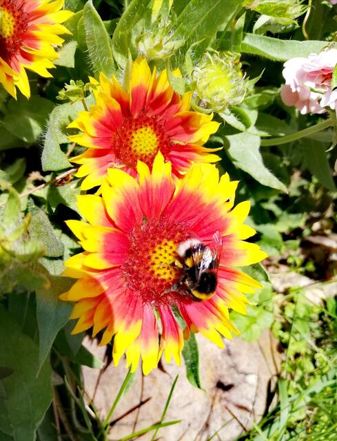 Kokardenblume | Foto: Elisabeth Paukovitsch