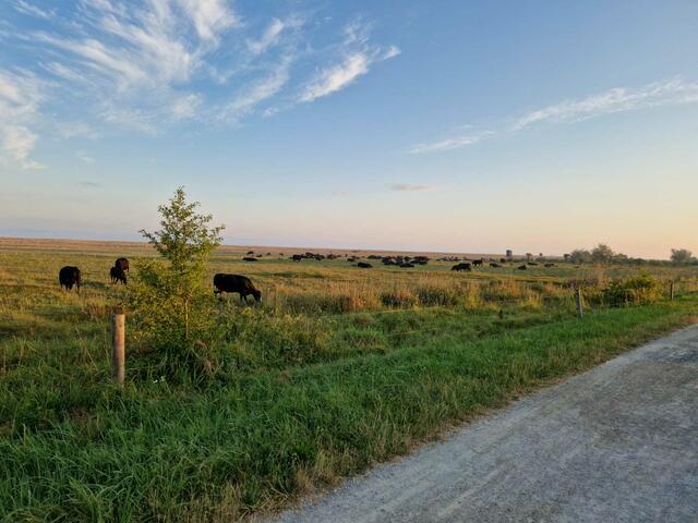 Die Steppenrinder! | Foto: Selbst fotografiert