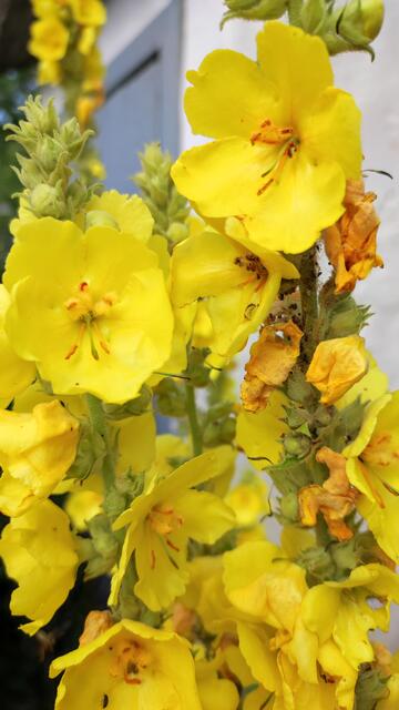 Auch wenn es bewölkt ist scheint bei mir die Sonne,ihre Blüten ergeben im Winter einen schleimlösenden Tee.Man kann aber immer einige Blüten in die Teemischungen dazugeben,es entsteht kein Gewöhnungs Effekt.