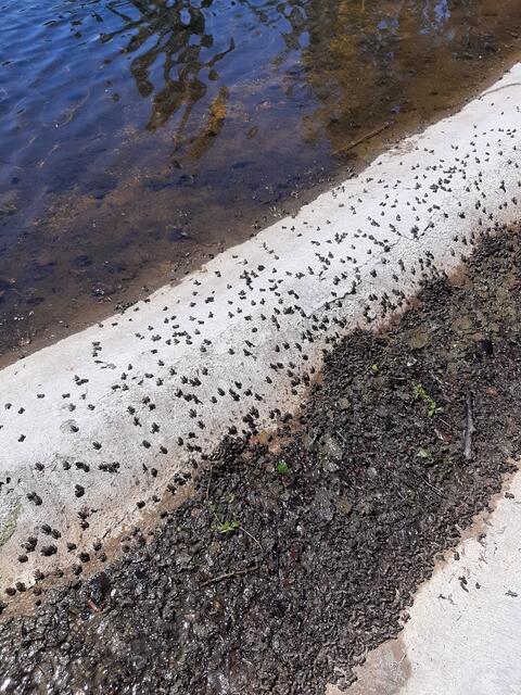 Krötenwanderung(Geburt) | Foto: MJT'75