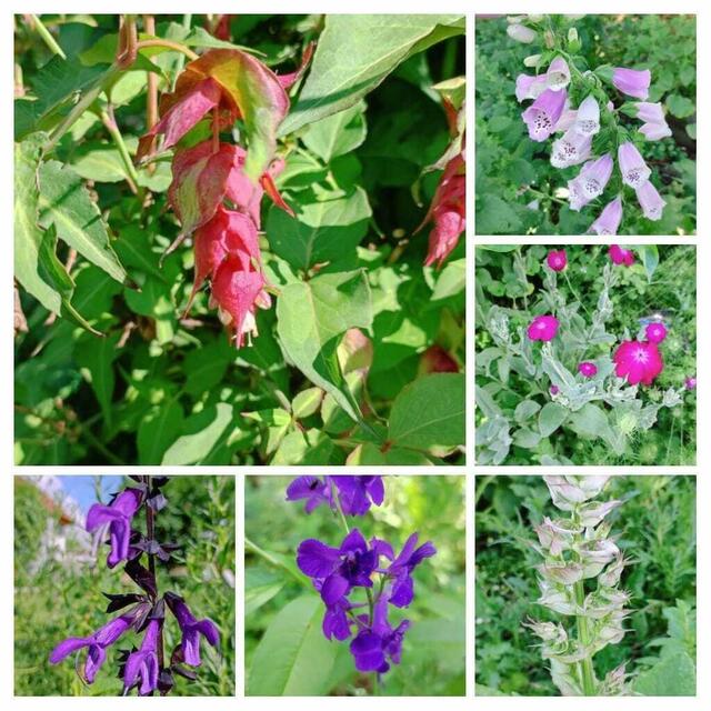 Blütenpracht nach Regen-Nacht 