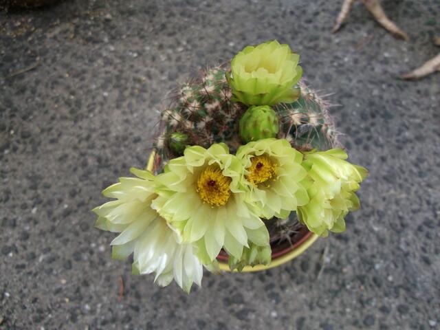 Mein kleiner grüner Kaktus, der blüht blüht blüht!