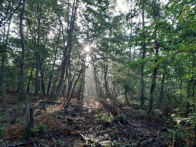 So bekommt man den Sonnenaufgang im Wald zu sehen.  | Foto: Christian Szauer
