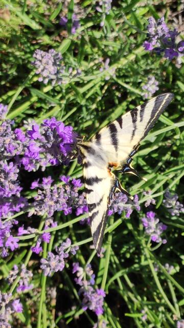 Der Segelfalter liebt Pfirsich oder Mandelbäume und Plätze mit Wildblumen,da habe ich die Bestätigung von meinem Tun im Zaubergarten 