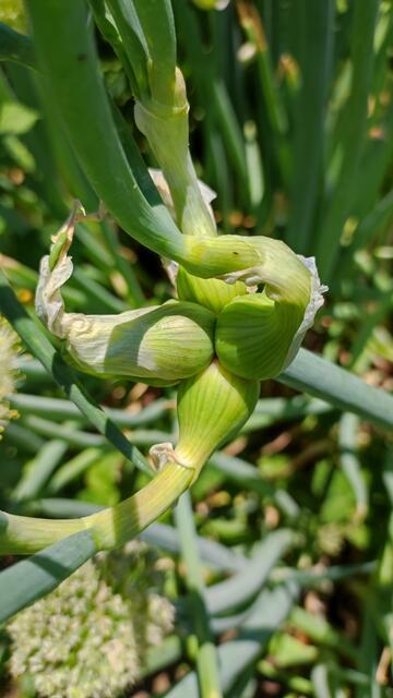 Meine Luftzwiebel sind Heuer richtige Prachtexemplare freu mich schon auf eine Verkostung 