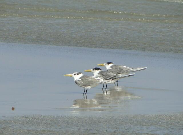 ... denken sich wohl diese 3 Möven und trotzen hier den ärgsten Sturmböen.