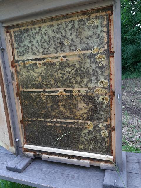 Bienenschaukasten Schlosspark Eisenstadt  | Foto: MJT'75