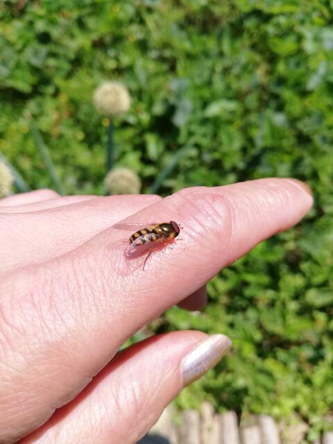 ... einer Schwebefliege auf menschlicher Haut.  | Foto: Elisabeth Paukovitsch