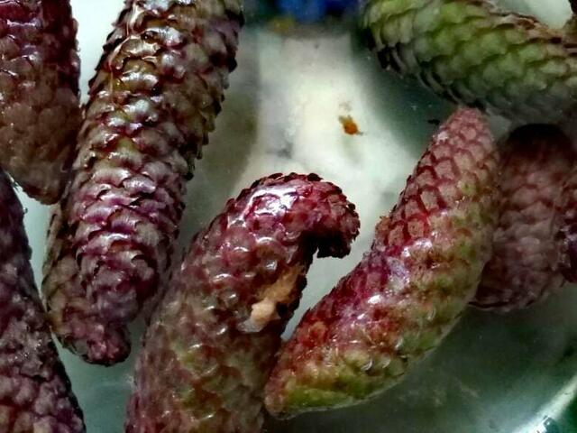 Was man aus Schwammerl leckeres kocht, weiß man ja, aber was kann man aus Fichtenzapfen machen?
 hier gehts zum Tipp 