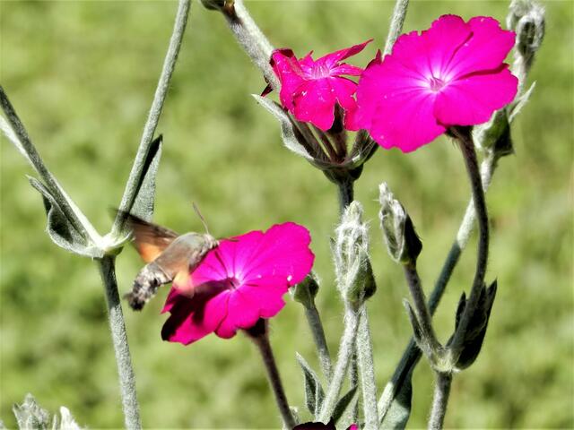Taubenschwänzchen am Buffet