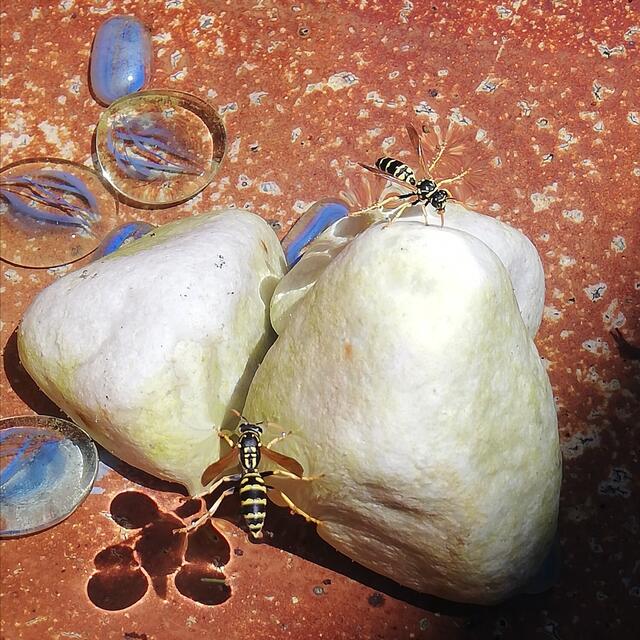 Foto: Elisabeth Paukovitsch