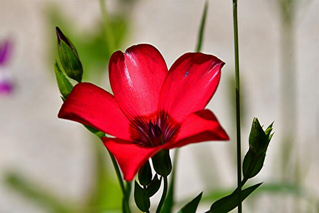 ...mein 1000stes Foto: Roter Lein (Linum grandiflorum)