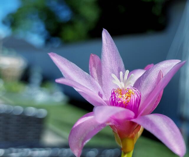 Schöne  Pfingsten!
Pfingstkaktus - Blütezeit 
@renatahfotografie 