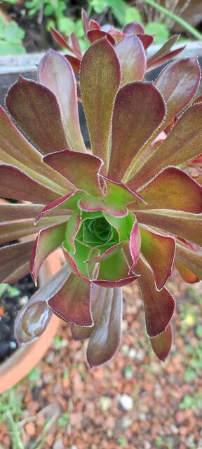 Die Hauswurz kennt jeder, Ihre Heilwirkung nicht viele. Der Saft oder besser gesagt das Gel ist genau so wie Aloe Vera anzuwenden. Abgesehen das sie wunderschön ist.