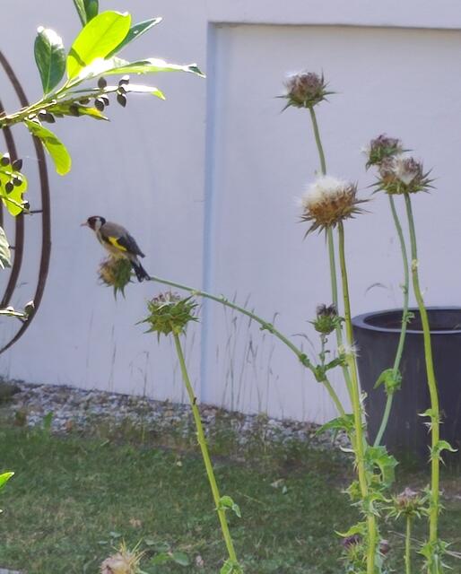 Der Stieglitz holt sich die ersten Samen der Mariendistel 