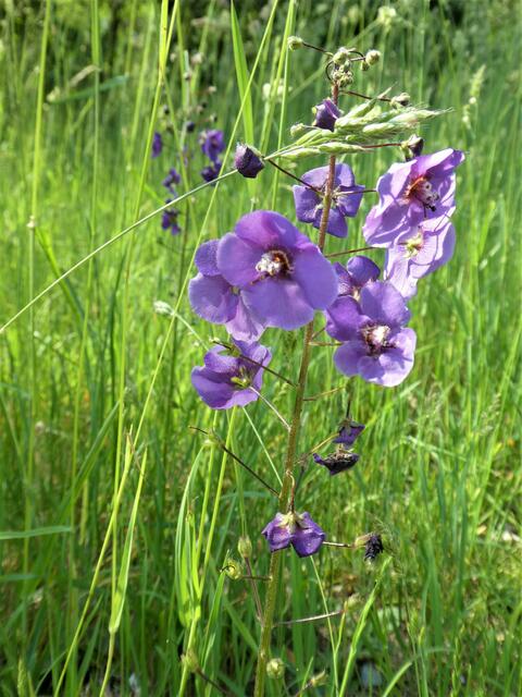 Die Violette Königskerze ist eine zwei- oder mehrjährige, krautige Pflanze, die Wuchshöhen von 30 bis 80, selten bis zu 100 Zentimetern erreicht. Der aufrechte Stängel ist unten flaumig behaart, oberwärts dicht drüsig und rippig kantig.

Die Laubblätter sind überwiegend in einer grundständigen Rosette angeordnet und liegen dem Boden dicht an. Die oberseits glänzenden und fast kahlen, unterseits flaumig behaarten Blattspreiten sind eiförmig und ihr Rand ist unregelmäßig buchtig gekerbt.