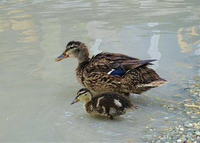 Nachdem schon einige ihrer Küken (Raub)Vögeln und (Raub)Fischen zum Opfer gefallen sind, wird das letzte noch verbliebene Jung besonders sorgsam betreut.