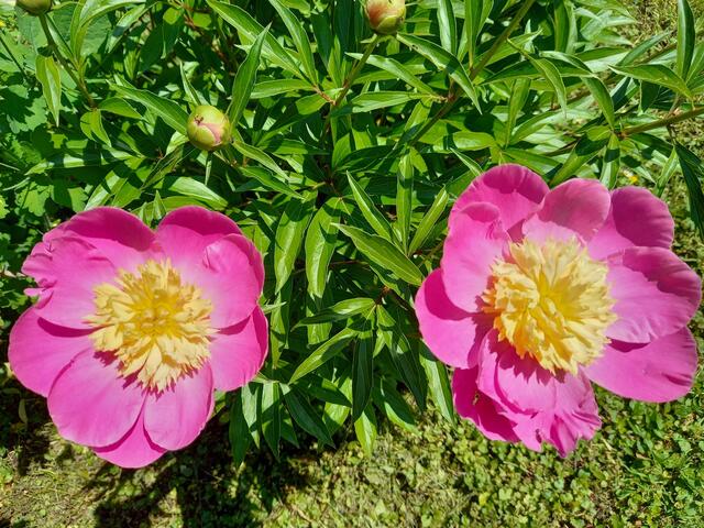 Am Tag sind die Blütenblätter der Pfingstrosen weit geöffnet. 🌺 🌺 🌺  | Foto: M. M. A.