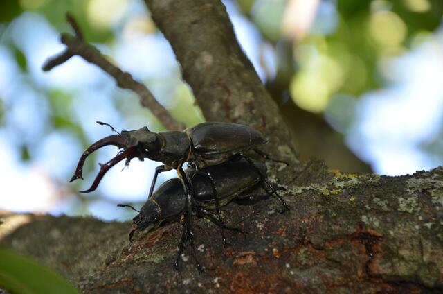 Auch die Hirschkäfer suchen sich an heißen Sonnentagen ein schattiges Plätzchen, in desem Fall auf dem Ast eines Birnenbaums.