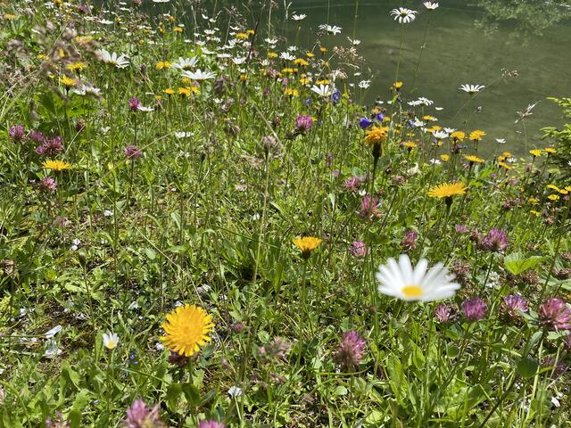 Eine naturnahe Blumenwiese bietet Lebensraum und Nahrung für Artenvielfalt. | Foto: Othmar Kolp