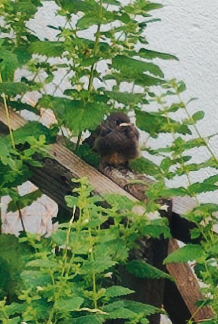 Meine Rotschwanzerl Jungen sind flüge geworden 