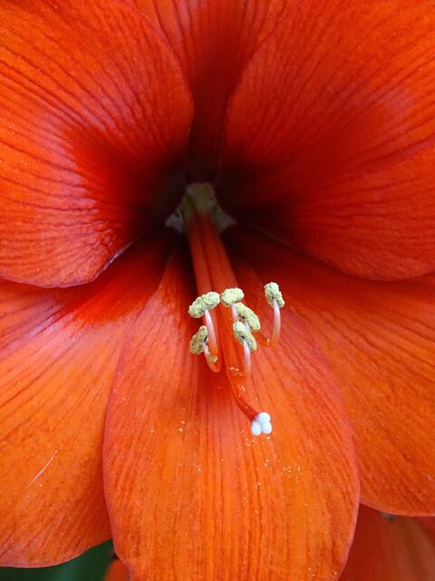 Mit dieser Blüte möchte ich all meinen Regionautenkollegen und -kolleginnen sowie Mitarbeitern und Mitarbeiterinnen von &gt;mein Bezirk&lt; ein schönes Pfingstwochenende wünschen.