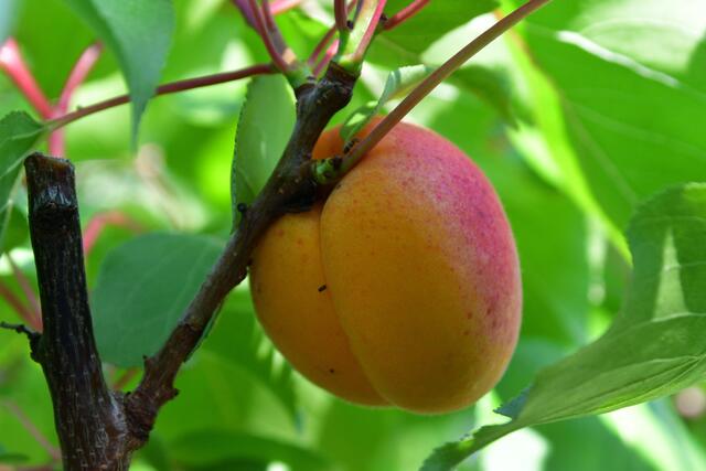 Die Ungarische Beste. Das ist meine gesamte Ernte heuer. Ich überlege noch was ich mit ihr mache. Marmelade einkochen, Marillen-Schnaps, Einfrieren,
einen Kuchen backen....Ich weiß es einfach nicht???