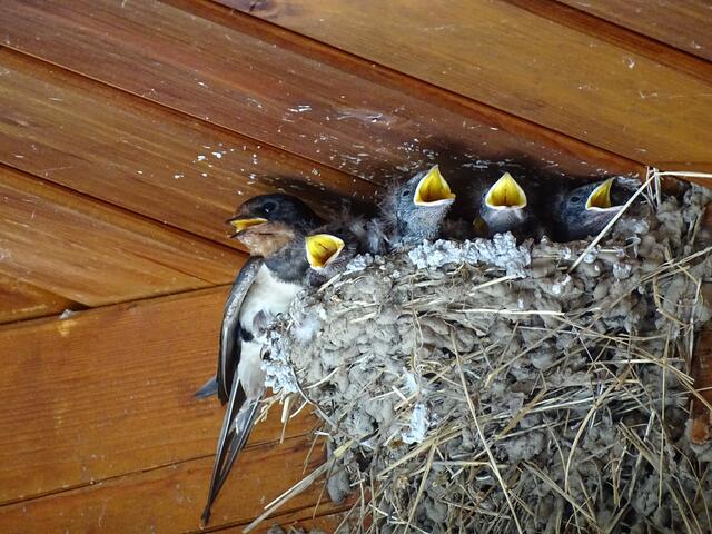 Zusammengedrängt in diesem engen Nest ist diese Hitze kaum auszuhalten.