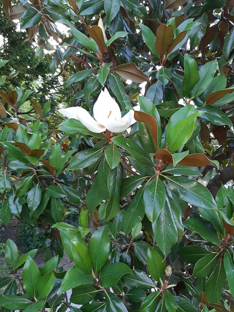 Magnolie blüht auch einmal wieder. Nicht jedes Jahr. | Foto: MJT'75