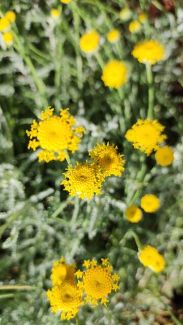 Es vertreibt Motten und andere Schadinsekten, deswegen sitzt es mitten in meinem Garten. Früher kochte man es in Milch um Spülwürmer zu vertreiben.