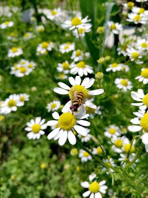 ... für eine Schwebefliege.  | Foto: Elisabeth Paukovitsch