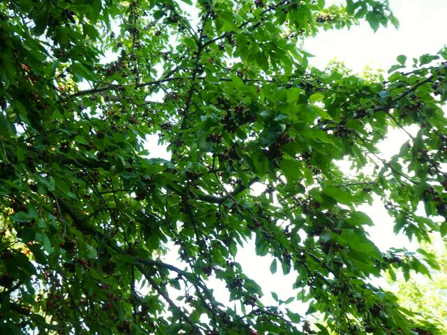 KERSCHTN GROSN

A muadsdrum Bahm steht do,
a poa Kerschtn foin schau o.
I luan ma d´Loata aun
und deing ma wou faung i z èrscht hiatz aun.
Da gaunzi Bahm is vulla Kerschtn,
do wiri mi schia daberschtn.

Kannt steh i af da Loata oum,
rinnt ma da Soft schau duach d`Fingan am Boun.
Bist a Fiata vui host, do kaunst schau grosn,
do deafst nit umadum schau oda umadum lousn.
Zwischenduach wern a poa geissn,
damit ma dein Kerschtngschmock nit vageissn.

Geing d`Nocht füll i deis leitzti  Steigl nau aun,
Und bin froh daß i hiatz owagraün kaun.
Glickli bin i daß i dei oawat hob gschoft,
a waun d`Heint olli schwoaz san van Kerschtnsoft
chrid
