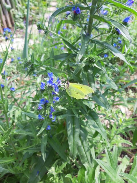 ...weil sich immer was tut im "Natur im Garten"- Garten.... | Foto: MJT'75