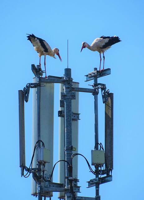 Diese beiden Störche fragen sich ganz offensichtlich, ob sich auf diesem Mobilfunk Sendemast, auch ein Nest bauen lässt. 