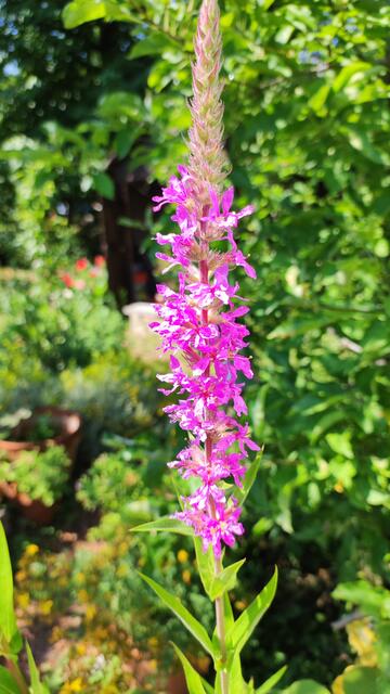 Braune Haare bekommen einen besonderen Glanz wenn man sie mit Blutweiderich Tee wäscht.Da der Blutweiderich sehr viele Gerbstoffe besitzt, verwendete man ihn zur Ledergerbung. Nach einer Sage ist er so wie das Johannes Kraut bei der Enthauptung seines Kopfes entstanden.Aber die Heilkraft bewirkt Stillungen bei Blutung, hilft bei Magenübersäuerung,Infektionskrankheiten. Wickeln bei Krampfadern. Die Blätter können im Salat gegessen werden.