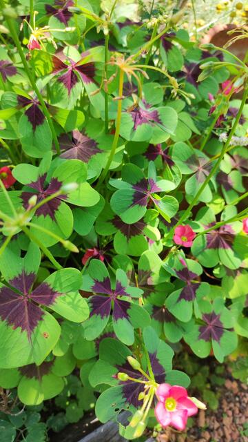 Sauerklee ist sogar essbar,es gilt nur auf die Menge zu achten.Er beinhaltet so wie Rhabarber, Oxalsäure die im Übermaß zu Schäden an der Niere führen kann. Aber man muss ja nicht alles was im Garten wächst gleich essen, auch die Schönheit dieses Klees füttert die Seele.