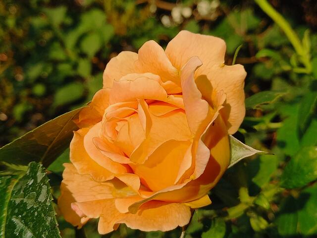 HERZLICHE GRÜSSE AN ALLE | Foto: M.M.A.