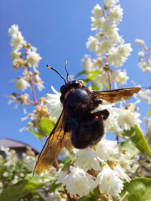 Die Große Blaue Holzbiene