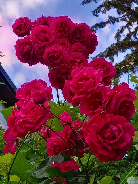 ABEND ROT GRÜSSE 🌹🌹🌹 | Foto: M.M.A.