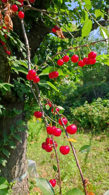 Die Weichsel werden reif, dieses Leuchten strahlt so viel Kraft aus. Wenn man nach der Signatur Lehre geht trifft das auch zu.
