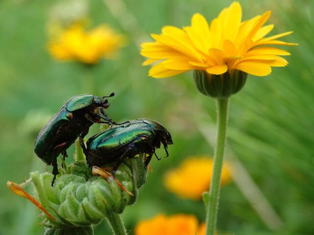 Ob sich diese beiden wunderschön smaragdgrünen Käfer gerade überlegen, wie sie mit gegenseitiger Unterstützung zu dieser Ringelblumenblüte gelangen könnten ?