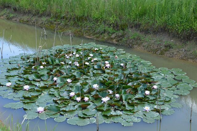 Das Regenwasserauffangbecken (Zipfäcker-Draßmarkt) ist nicht nur für Kaulquappen ein wertvolles Biotop, auch die Seerosen gedeihen hier prächtig.