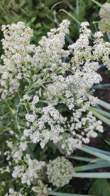 Das Pfefferkraut wird in alten Kräuterbüchern ab und zu mit Bohnenkraut verwechselt. Es handelt sich aber um das heimische Wasabi, ihr Kressegeschmack mit Meerrettich lässt sich wunderbar in Form von Öl oder Pesto konservieren.