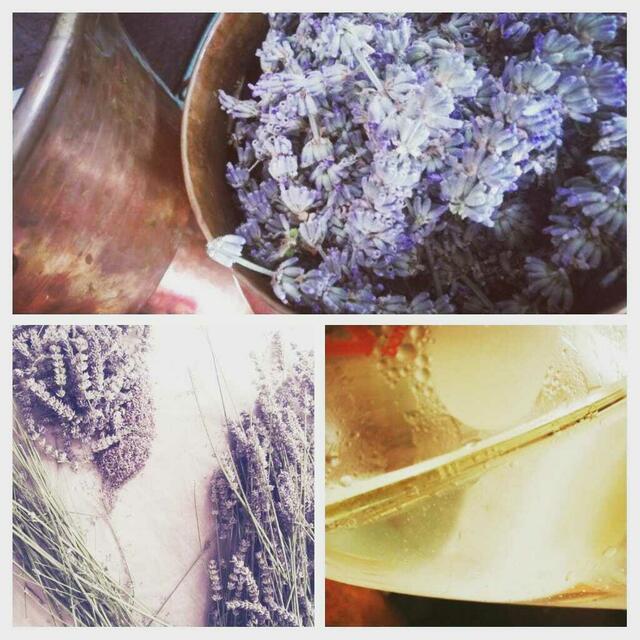 Heute ist der Weltdufttag, eigentlich finde ich man sollte jeden Tag die verschiedenen Düfte der Natur wahr nehmen.Mancher Geruch bewirkt im Gehirn positive Erinnerungen andere Gerüche beruhigen, stimmen einen fröhlich. Ja es gibt viele Möglichkeiten die Apotheke der Natur zu nützen.