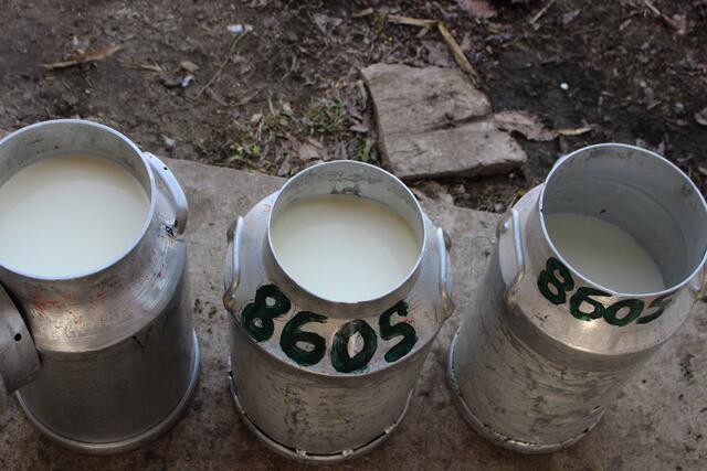 Mit der bereits fünften Anhebung des Milchauszahlungspreises innerhalb eines Jahres steigt der Basismilchpreis der Salzburgmilch ab 1. Juli auf 57,63 Cent brutto pro Kilo Milch. | Foto: pixabay / Symbolfoto